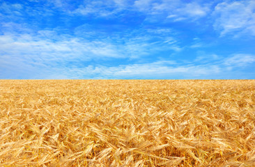 golden field of wheat and blue sky above