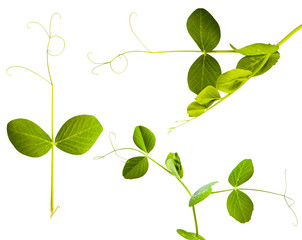 Obraz premium young green shoots of peas in the terra-cotta pot isolated on white background