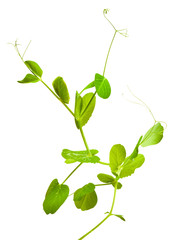 young green shoots of peas in the terra-cotta pot isolated on white background