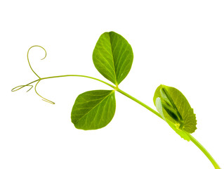 Fototapeta premium young green shoots of peas in the terra-cotta pot isolated on white background