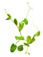 young green shoots of peas in the terra-cotta pot isolated on white background