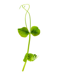 young green shoots of peas in the pot isolated on white background