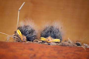 Two Baby Birds  © sadiebrie