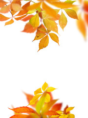 Naklejka na ściany i meble Virginia Creeper autumn leaves on white background.