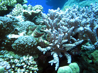 Geweihkoralle (Acropora sp.)