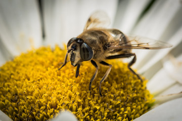 Biene in einer Blüte - 91267747