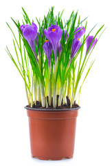 Crocus flowers isolated on white background in macro lens shot.
