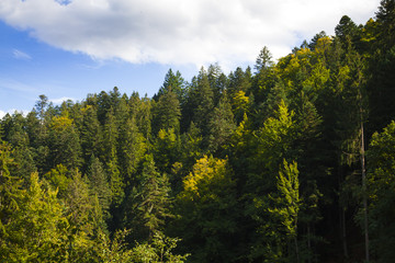 Black Forest and sky