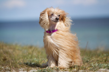 Chinese Crested dog outdoors in nature