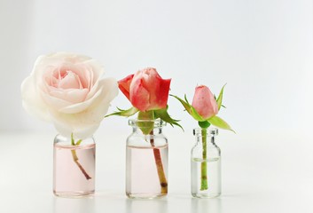 Fresh little pink rose flowers in little glass bottles romantic home decoration blank background soft