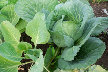 Close up of a cabbage head on soil.