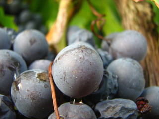grappe