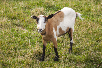 Goat on meadow