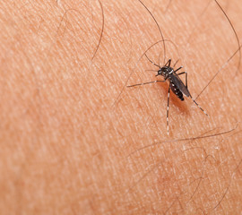 Aedes mosquito have noticeable white and black on their body and legs