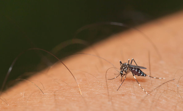Aedes mosquito have noticeable white and black on their body and legs