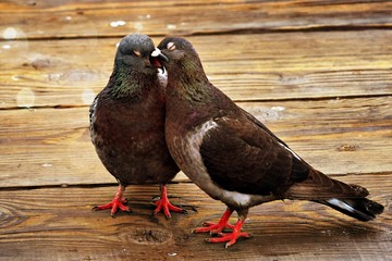 Kissing Pigeons in Love