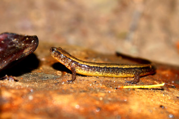Southern Two-lined Salamander in Indiana