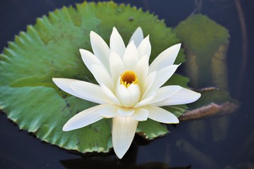 white water lily