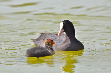 Foulque macroule et bébé