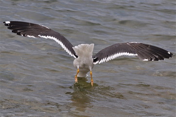 Goéland, plongeon
