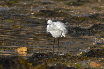 Aigrette garzette