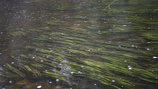 Flowing river water with vivid water grass. Can symbolize: nature, peace, vitality, clean waters, salmon river, fishing, stream, ecosystem, ecology, relax or dream atmosphere.