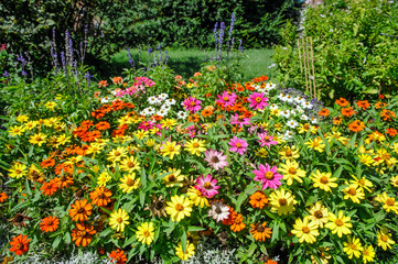 flowerbed of Zinnia flower in garden
