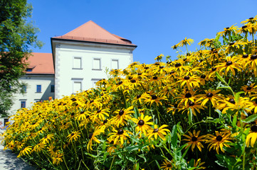 Rudbeckia bush field