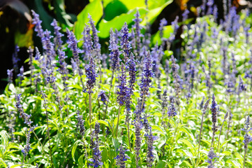 Obraz premium Salvia bush