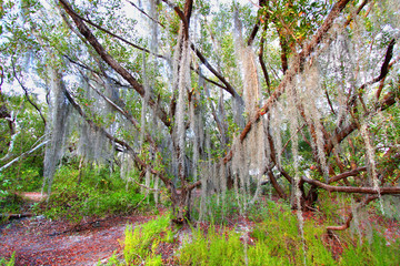 Spanish Moss Everglades National Park