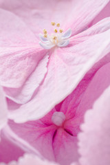 Naklejka na ściany i meble pink hydrangea flower macro lens shot