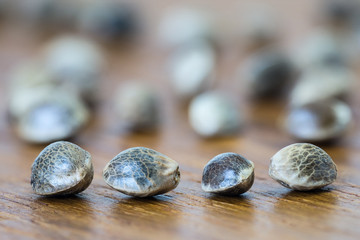 Close up photo of hemp seeds on a brown wooden surface with blurred hemp seeds in the background