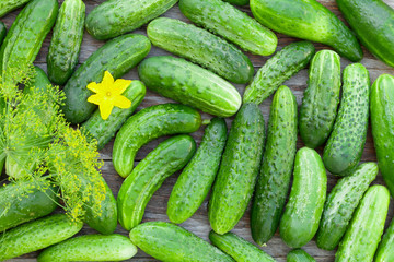 Ripe cucumbers