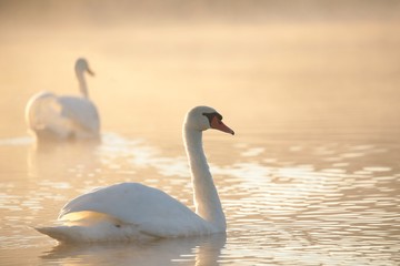 Naklejka premium Swan at dawn