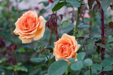 Rose am Busch