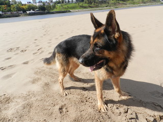 Собака овчарка на песчаном пляже в летний солнечный день