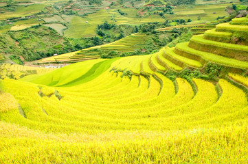 Rice fields on terraced of Mu Cang Chai, YenBai, Vietnam. Rice fields prepare the harvest at Northwest Vietnam.Vietnam landscapes.