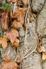 dried brown ivy