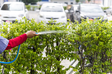 Working watering garden from hose