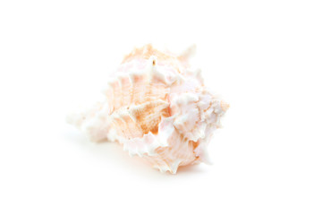 Obraz na płótnie Canvas Sea shell isolated on a white