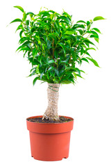 Decorative ficus bonsai, wrapped in burlap with svol in a terracotta pot, isolated on a white background.