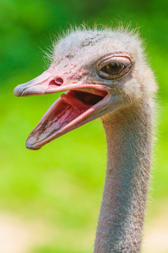 Bird Ostrich
