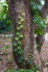 Green ivy on a tree