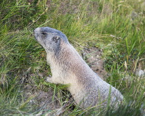 Alpine Marmot (Marmota Marmota)