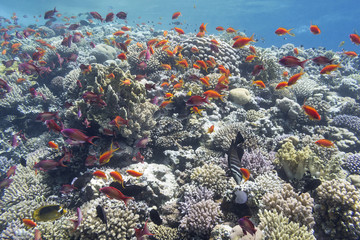 colorful coral reef in tropical sea, underwater