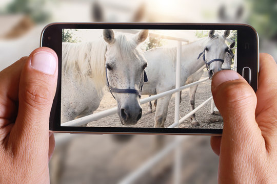 Male hand taking photo of white horses with cell, mobile phone.