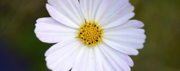 Obraz premium white and yellow flower