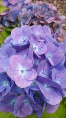 Blue hydrangeas