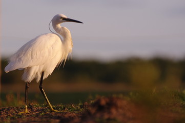 Aigrette garzette aux aurores 2