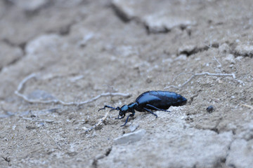 large beetle